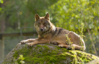 Grey Wolf (Canis lupus) Portrait - captive animalGrey Wolf (Cani