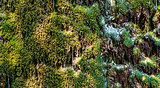 green water grass wallpaper