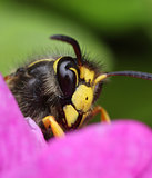 Wasp face close-up macro