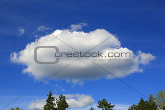 white cloud over forest