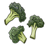 vegetable broccoli closeup isolated on a white background