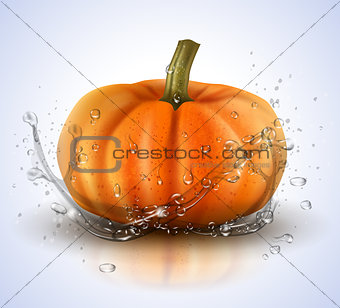 Pumpkin isolated on white with splashes of water. Realistic vector illustration.