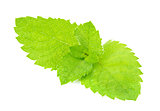 Fresh green leaf of mint macro