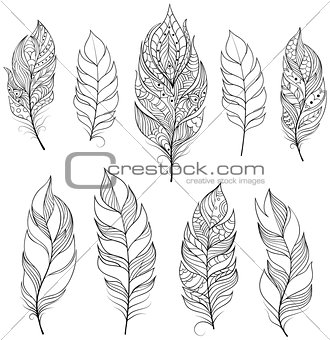 feathers on white backgrounds