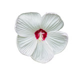 White Hibiscus flower