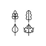 Thin line vector tree leaf icons
