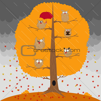 Owl sitting on an autumn tree in the rain