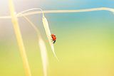 Lady beetle on the wheat stem