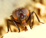 Ugly face of a common housefly