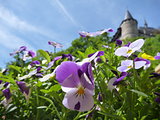 potted colorful flowers with castle Karlstejn tower in background