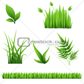 different grass and leaves isolated on white background