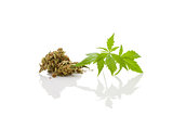 Cannabis foliage isolated on white background. Alternative medic