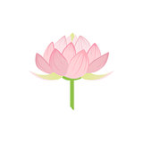 Padma Lotus Sacred Indian Flower