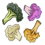 Cauliflower hand drawn vector illustration.