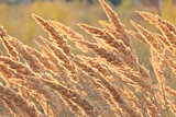 Macro dry reeds