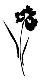 vector iris flower