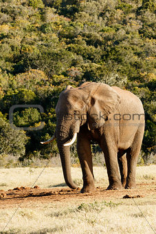 I need Water - African Bush Elephant