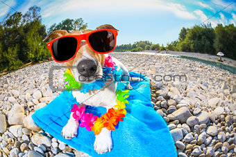 summer beach dog