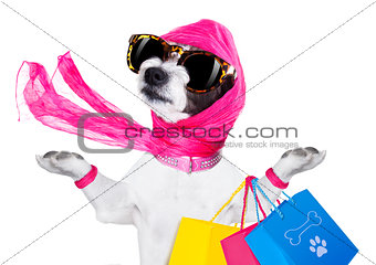 shopping diva dog