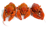 three Boiled crayfish on isolate white background
