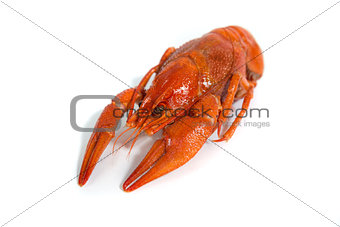 Boiled crayfish on isolate white background