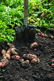 Fresh harvesting potatoes