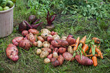 Harvest of fresh vegetables
