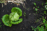 Fresh harvesting cabbage