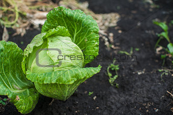 Fresh harvesting cabbage