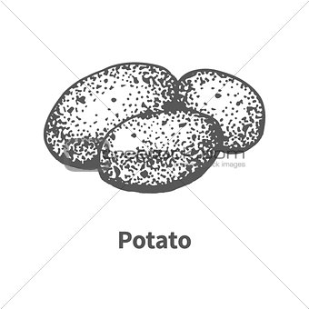 Vector illustration hand-drawn potato