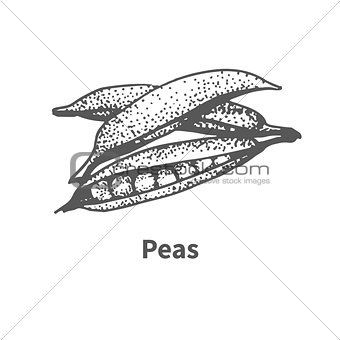 Vector illustration hand-drawn peas