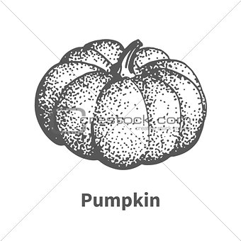 Vector illustration hand-drawn pumpkin