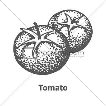 Vector illustration hand-drawn tomato