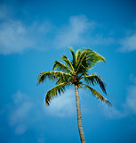 Alone Palm Tree