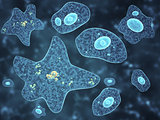 Different amoebas on black background