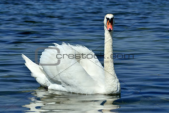 White mute Swan, lat. Cygnus olor, closeup