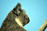 Koala sitting in gumtree