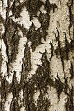 White birch bark texture
