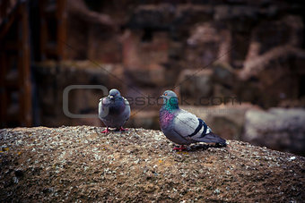 Two cute wild pigeon on the ruins of the Coliseum