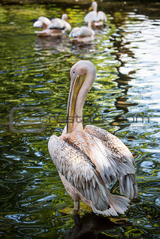White pelican on green lake.