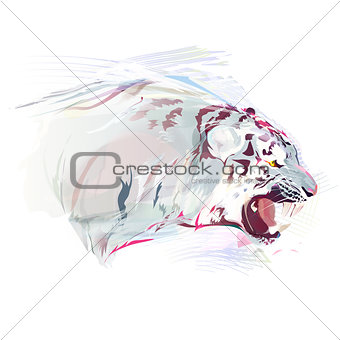 White Tiger, Watercolor Illustration