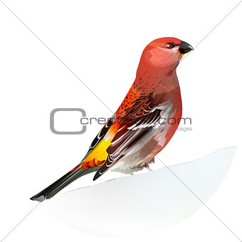 Red Bird, Pine Grosbeak