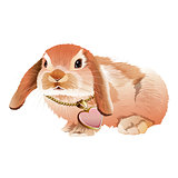Pink Rabbit Illustration