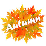 Autumn typographic. Fall leaf.