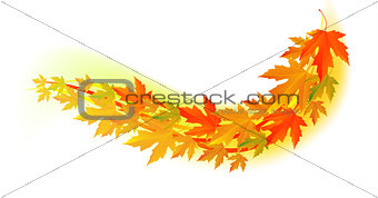 Autumn . Fall leaf.