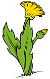 Yellow Dandelion Plant