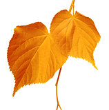 Autumnal leaves on white