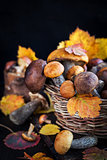 Wild forest edible mushrooms (boletus) in basket