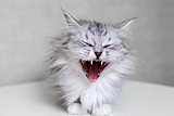 Yawning cat