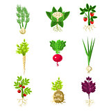 Fresh Vegetables With Roots Primitive Drawings Set